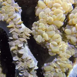 Bubble Coral, photo 7