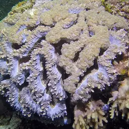Bubble Coral, photo 8