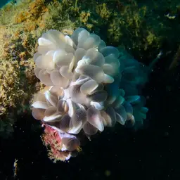 Bubble Coral, photo 9