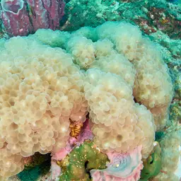 Bubble Coral, photo 10