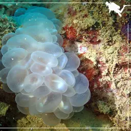 Bubble Coral, photo 11