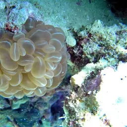 Bubble Coral, photo 12