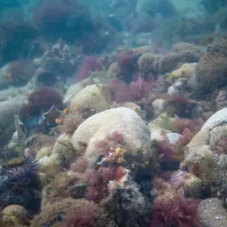 Small Knob Coral, photo 2