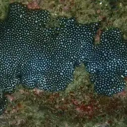 Small Knob Coral, photo 1