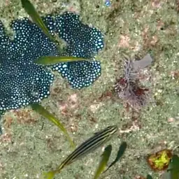 Small Knob Coral, photo 3