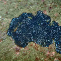 Small Knob Coral, photo 4