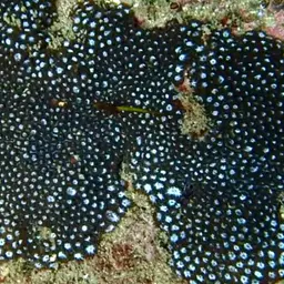Small Knob Coral, photo 5