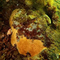 Small Knob Coral, photo 6