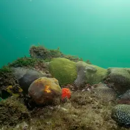 Small Knob Coral, photo 7