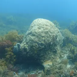 Small Knob Coral, photo 8