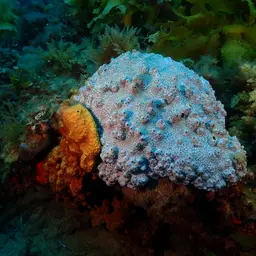 Small Knob Coral, photo 9