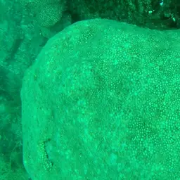 Small Knob Coral, photo 10