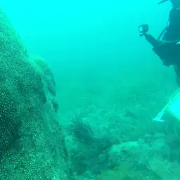 Small Knob Coral, photo 11
