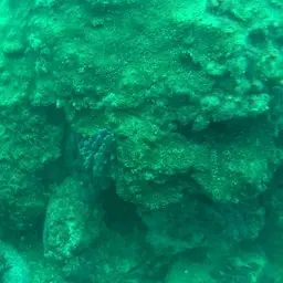 Small Knob Coral, photo 12