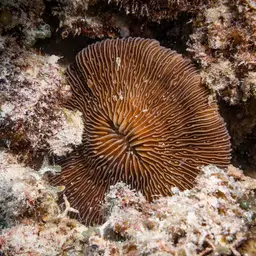 Granulated Mushroom Coral, photo 1