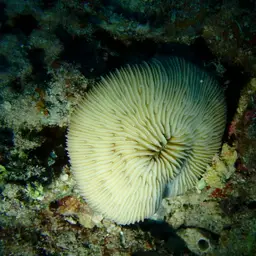 Granulated Mushroom Coral, photo 2