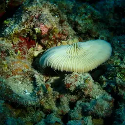 Granulated Mushroom Coral, photo 3