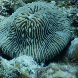Granulated Mushroom Coral, photo 4