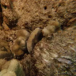 Granulated Mushroom Coral, photo 5
