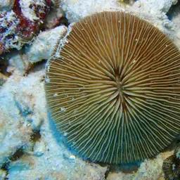 Granulated Mushroom Coral, photo 6