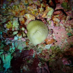 Granulated Mushroom Coral, photo 7