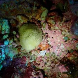 Granulated Mushroom Coral, photo 8