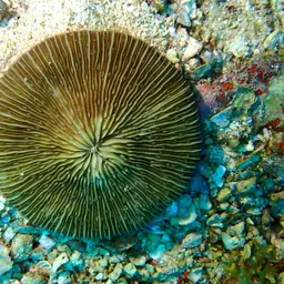 Granulated Mushroom Coral, photo 9