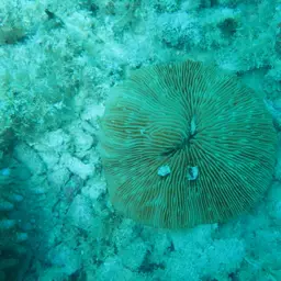 Granulated Mushroom Coral, photo 10