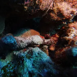 Granulated Mushroom Coral, photo 11