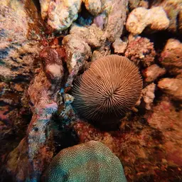 Granulated Mushroom Coral, photo 12