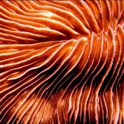 Mushroom Coral, photo 1