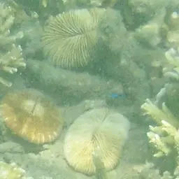 Mushroom Coral, photo 2