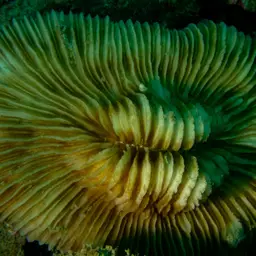 Mushroom Coral, photo 1