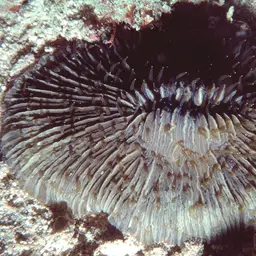Mushroom Coral, photo 2