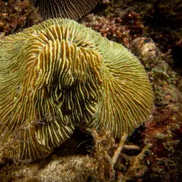 Mushroom Coral, photo 3