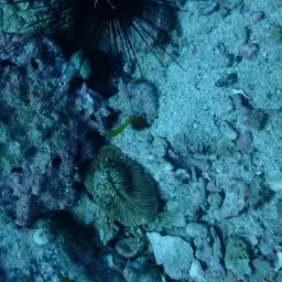 Mushroom Coral, photo 4