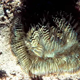 Mushroom Coral, photo 5