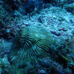Mushroom Coral, photo 6