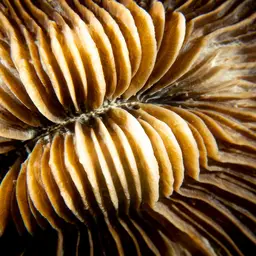 Mushroom Coral, photo 7