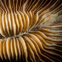 Mushroom Coral, photo 8