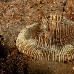 Mushroom Coral, photo 9