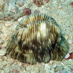 Mushroom Coral, photo 10