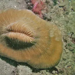 Mushroom Coral, photo 11