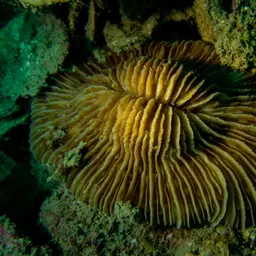 Mushroom Coral, photo 12