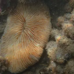 Elongate Mushroom Coral, photo 1