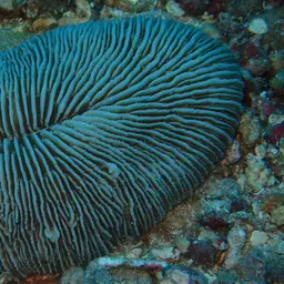 Elongate Mushroom Coral, photo 2