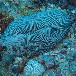 Elongate Mushroom Coral, photo 3