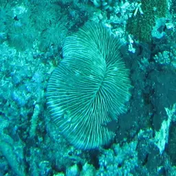Elongate Mushroom Coral, photo 4