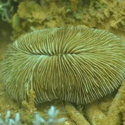 Elongate Mushroom Coral, photo 5