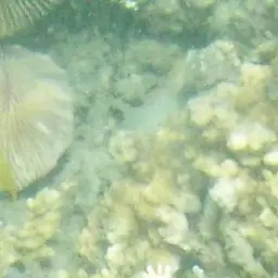 Elongate Mushroom Coral, photo 6